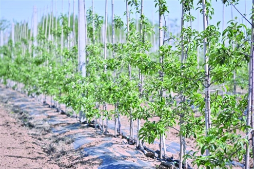 春季接近尾声,诸城千亩苹果园也迎来一年中的盛花期